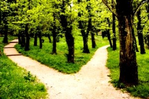 Abortion - paths diverging in woods