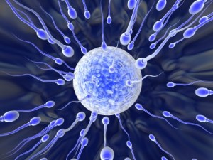 sperm surrounding egg - blue
