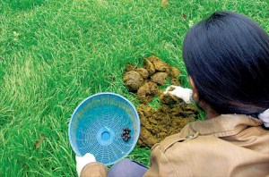 Jefferson Bible - woman sifting dung