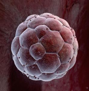 blastocyst