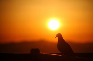 Death With Dignity - Dove at Sunset