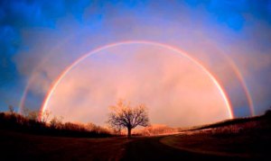 Death With Dignity - Tree