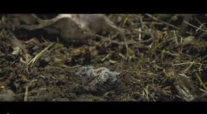 Dawkins video clip brown bird