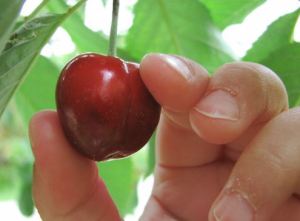 Cherry picking 1