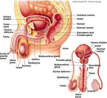 MCE - male reproductive tract