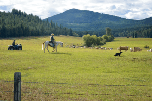 Range Riders Ferry County wolf cattle